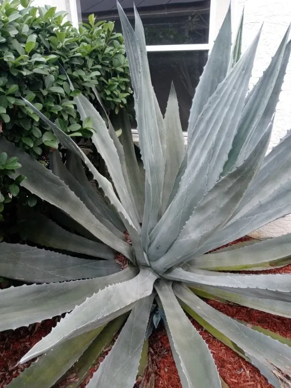 Affordable outdoor landscaping in Tarpon Springs, FL - All In One Landscaping