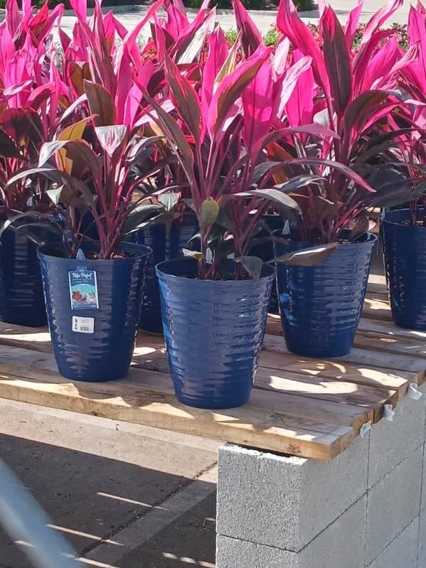 Local landscape design for year-round maintenance across Tarpon Springs, FL - All In One Landscaping