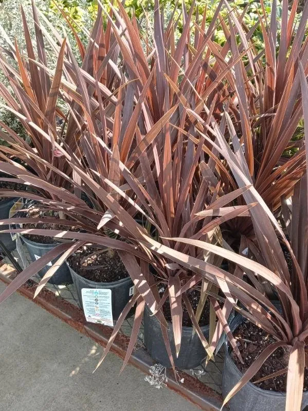 Local landscape design near you in Tarpon Springs, FL by All In One Landscaping