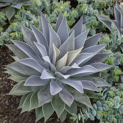 All In One Landscaping