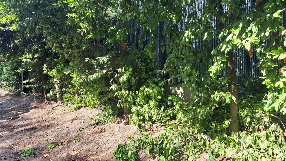 Custom landscaping services for homes in Midway City, CA by All-In-One Painting