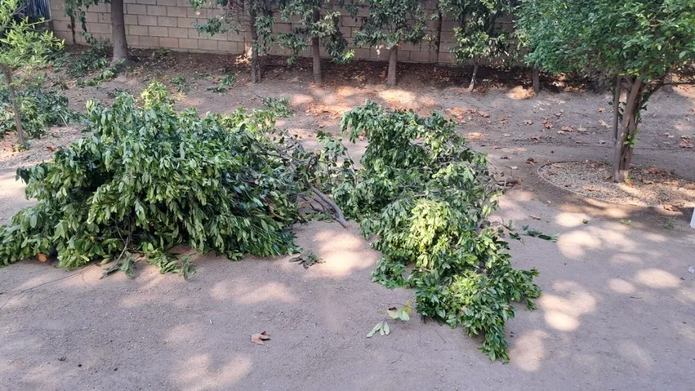 Affordable landscaping services in Midway City, CA by All-In-One Painting