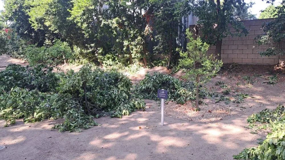 Expert yard maintenance in Midway City, CA by All-In-One Painting