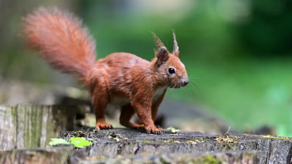 Professional lawn care service for year-round maintenance across Iola, KS - All in One Pest Home and Lawn