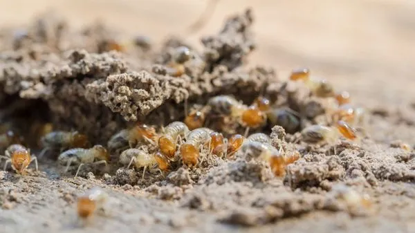 All in One Pest Home and Lawn