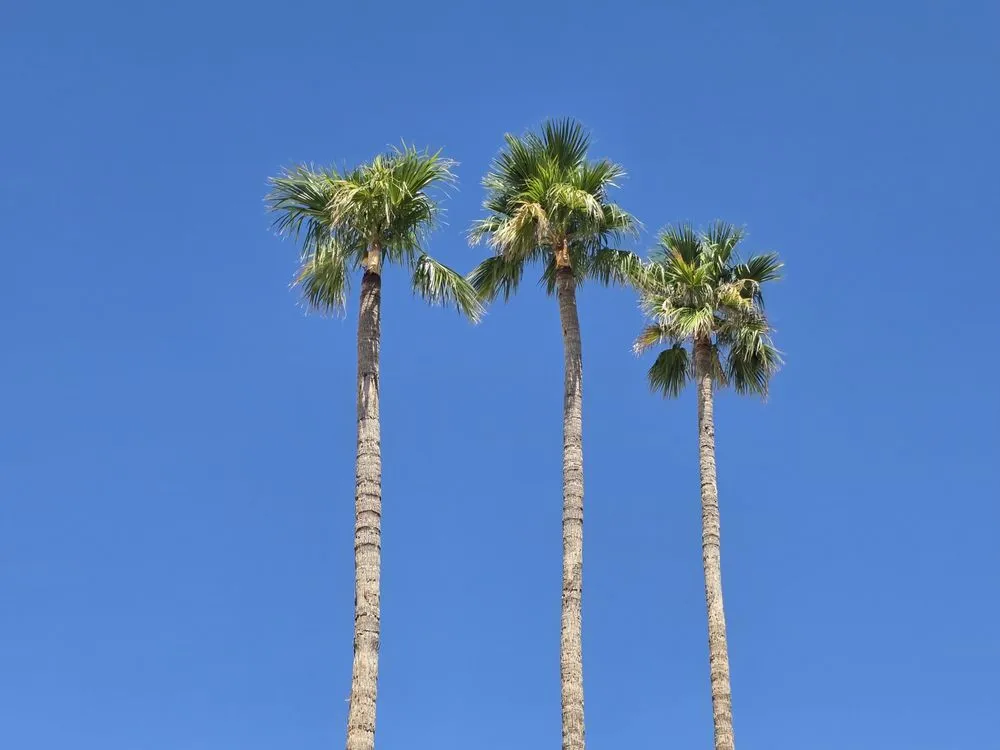Local landscape installation for homes across Oro Valley, AZ - All In One Solution