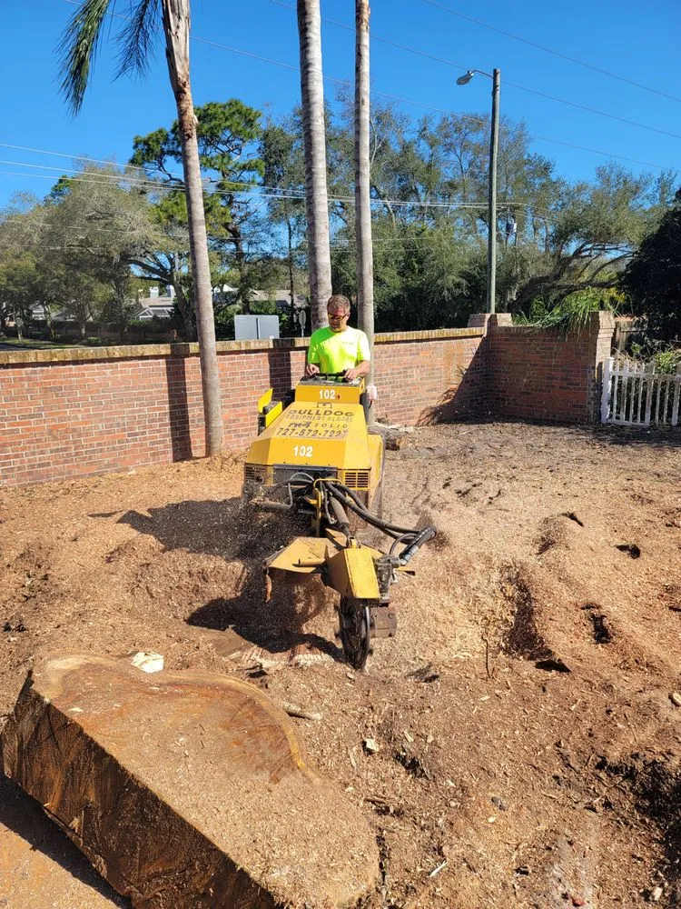 Top-rated lawn care service for residential properties across Clearwater, FL - All In One Tree And Lawn Service
