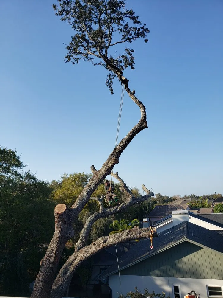 Expert yard maintenance for year-round maintenance in Clearwater, FL by All In One Tree And Lawn Service