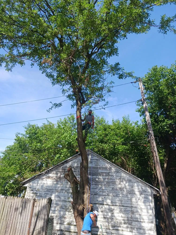 Professional landscape installation in Toledo, OH by All Inclusive Contractors