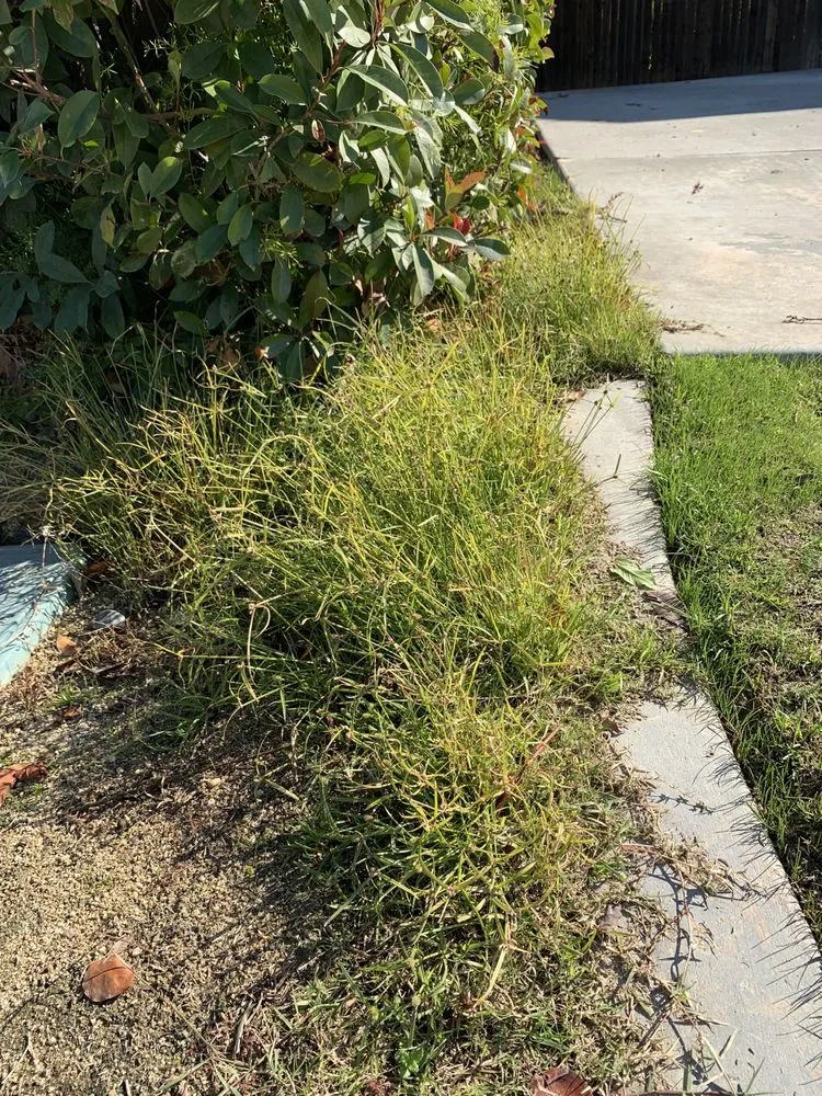 Local outdoor landscaping for year-round maintenance across Bakersfield, CA - All Land Services