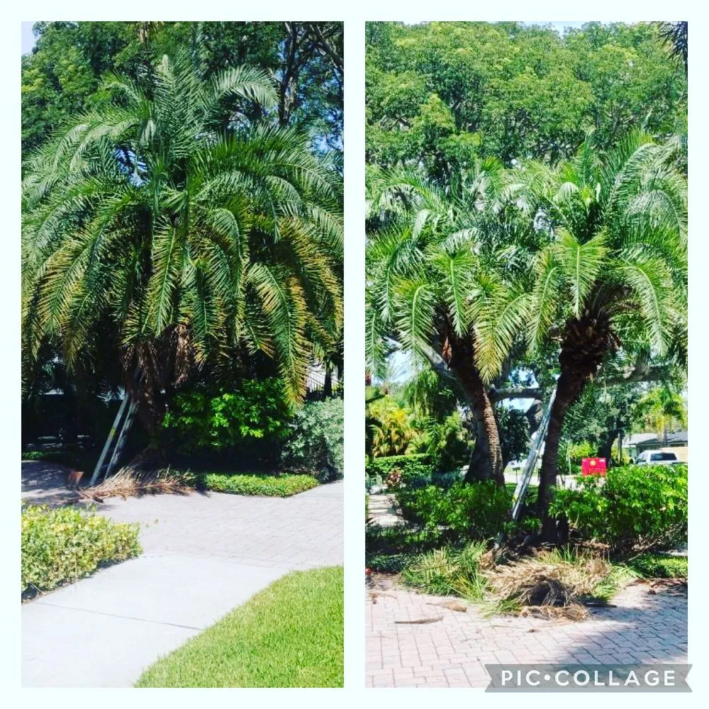 Custom yard cleanup service for homes across Tampa, FL - All Landscape & Tree Service