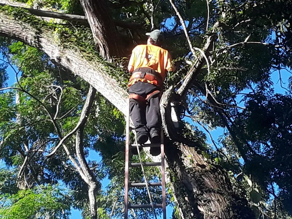 Trusted yard cleanup service in Tampa, FL - All Landscape & Tree Service