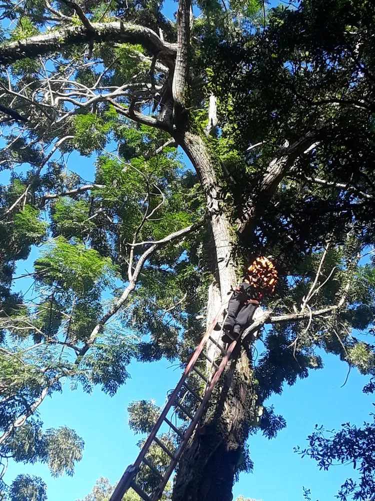 Affordable lawn mowing service for year-round maintenance in Tampa, FL by All Landscape & Tree Service