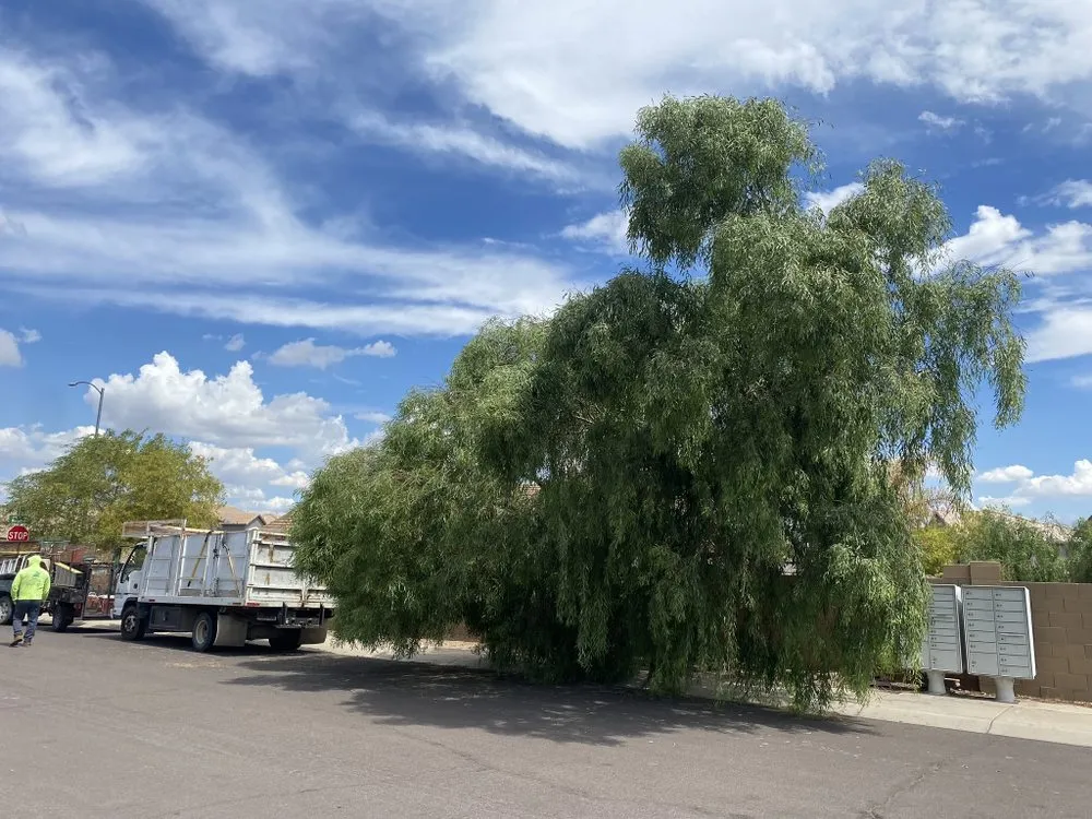 Trusted outdoor landscaping in Buckeye, AZ - All Landscaping