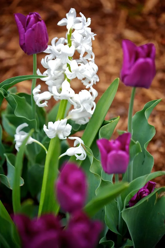 Professional landscaping services for outdoor upgrades in Northborough, MA by All landscaping