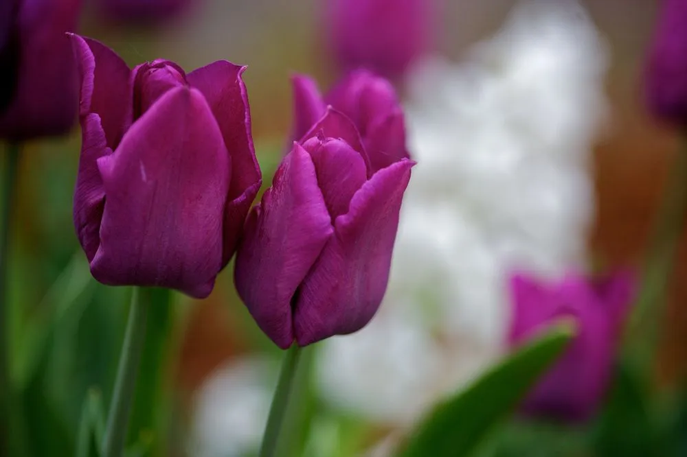 Custom lawn mowing service in Northborough, MA by All landscaping