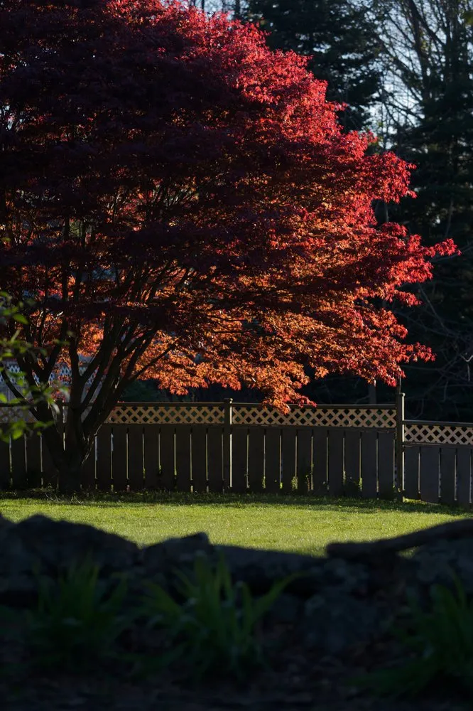 Local yard maintenance experts serving Northborough, MA - All landscaping