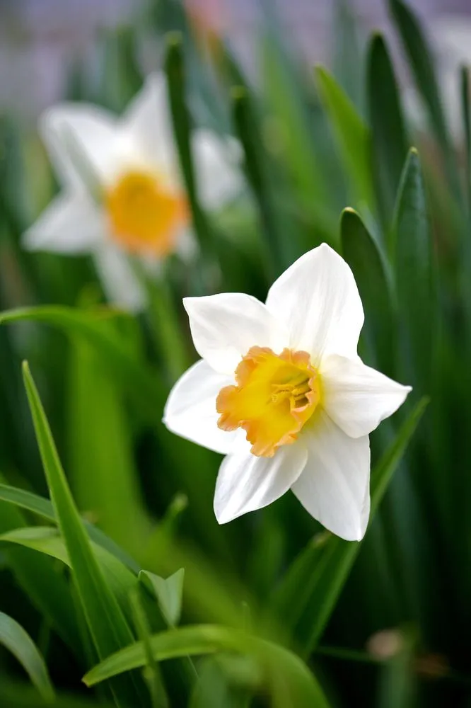 Trusted residential landscaping for beautiful yards across Northborough, MA - All landscaping