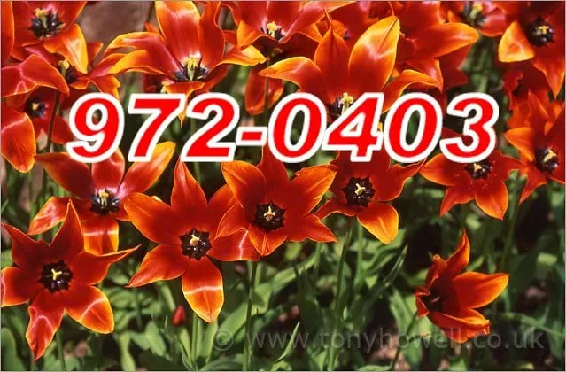 Professional landscaping services in Tampa, FL by All Lawn Irrigation Sprinkler Repair