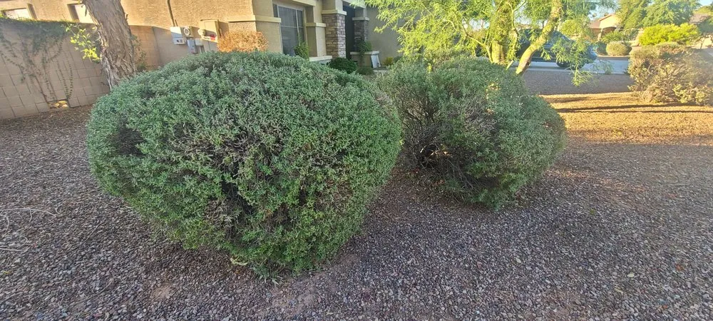 Expert landscaping services with custom design across Avondale, AZ - All Lucky Lawn Services