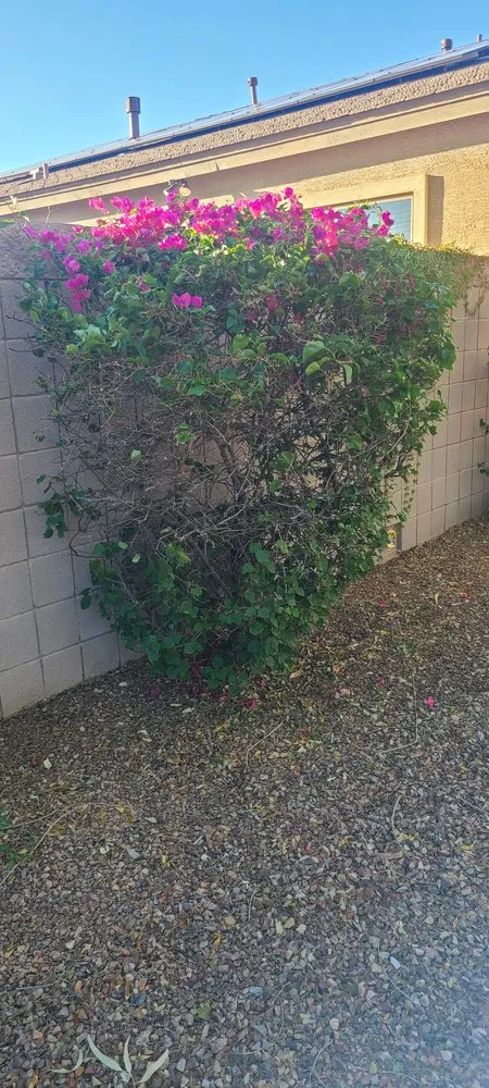 Expert landscaping services experts serving Avondale, AZ - All Lucky Lawn Services