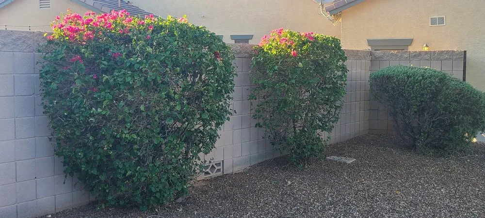 Trusted landscape installation in Avondale, AZ - All Lucky Lawn Services