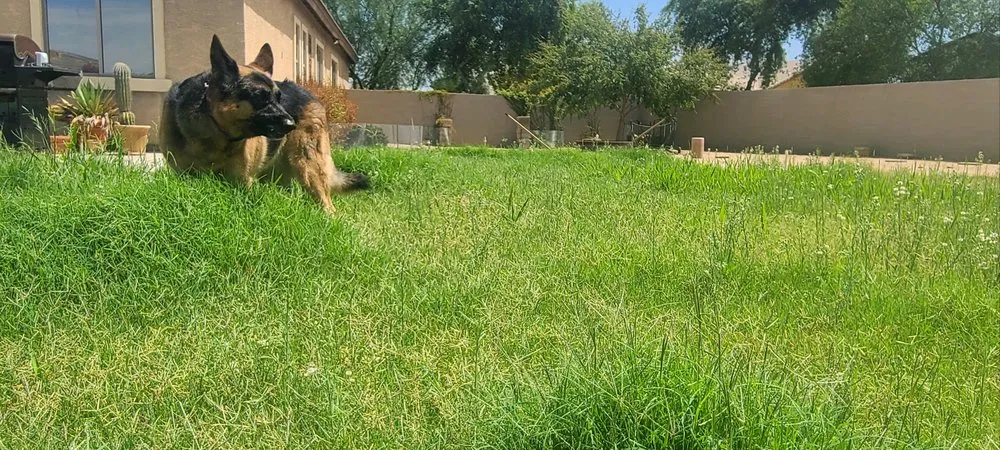 Trusted yard cleanup service for outdoor upgrades across Avondale, AZ - All Lucky Lawn Services