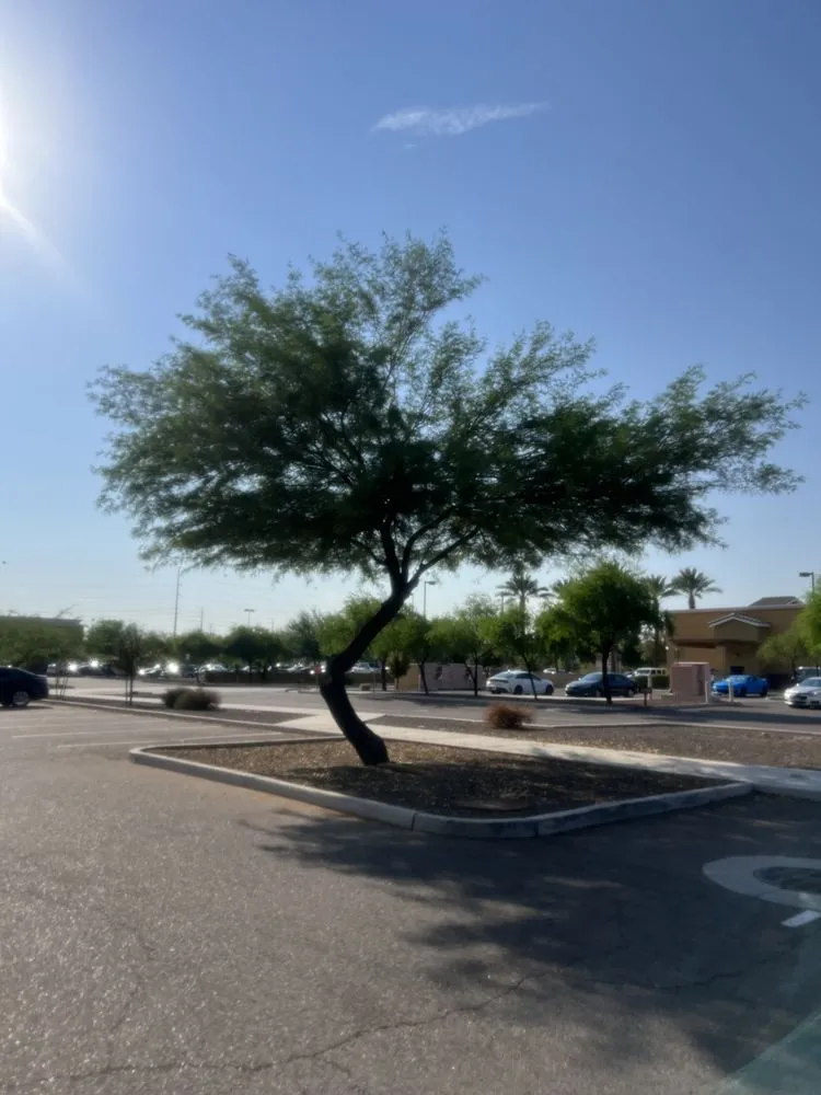 Expert residential landscaping in Avondale, AZ by All Lucky Lawn Services