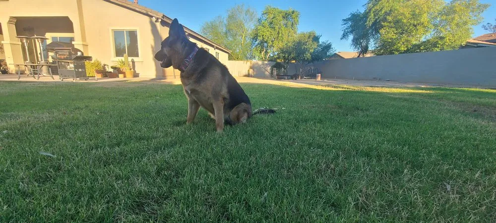 Expert yard cleanup service with custom design across Avondale, AZ - All Lucky Lawn Services