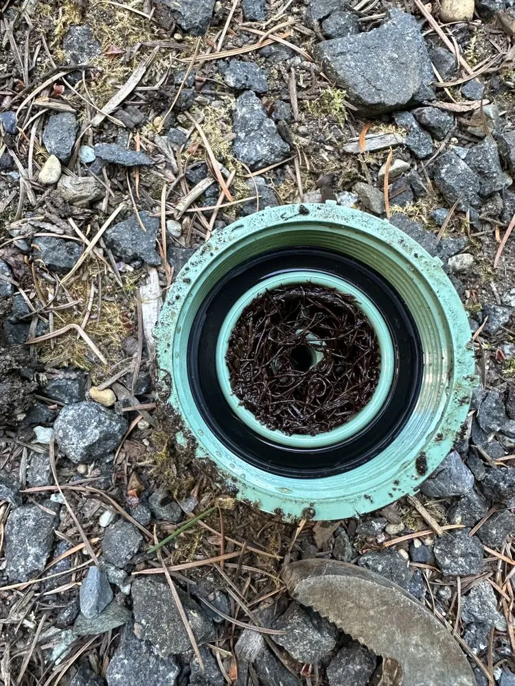 Custom lawn mowing service in Burien, WA by All Maintenance