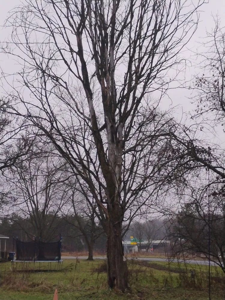 Professional outdoor landscaping for homes in New Franklin, OH by All N All Property Maintenance