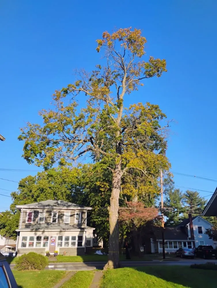 Trusted yard maintenance with custom design across New Franklin, OH - All N All Property Maintenance