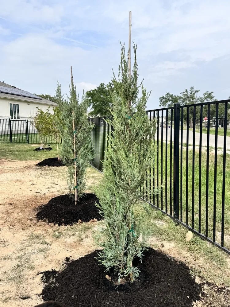 Custom lawn mowing service experts serving Elgin, TX - All Native Trees & Landscaping