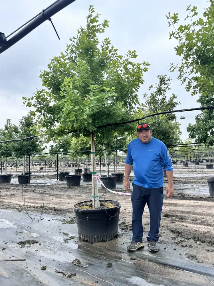 Trusted yard maintenance for outdoor upgrades across Elgin, TX - All Native Trees & Landscaping