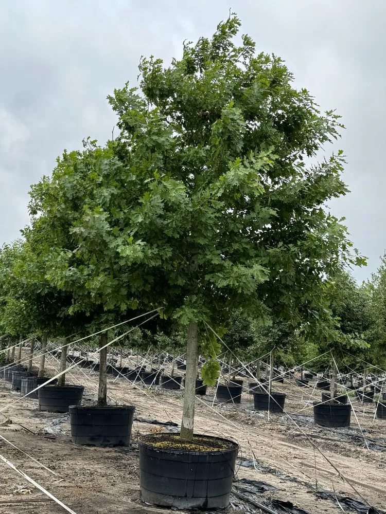 Professional yard maintenance experts serving Elgin, TX - All Native Trees & Landscaping