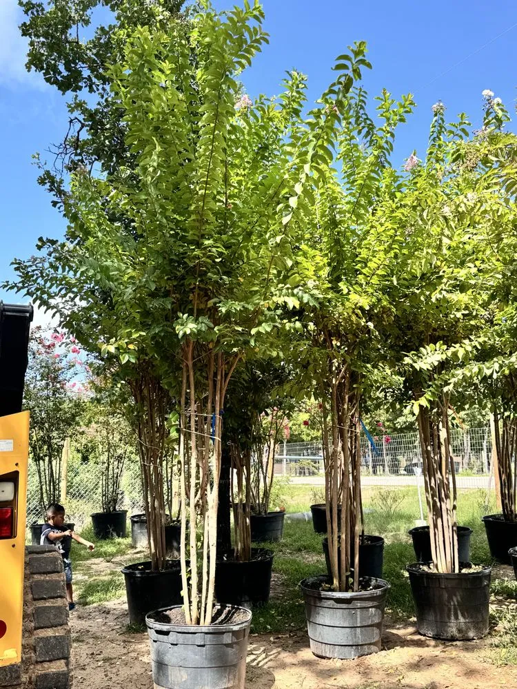 Affordable lawn mowing service experts serving Elgin, TX - All Native Trees & Landscaping