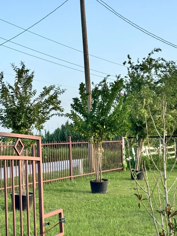Affordable residential landscaping experts serving Elgin, TX - All Native Trees & Landscaping