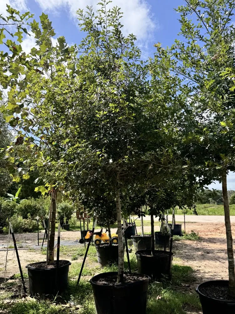 Top-rated yard maintenance with custom design in Elgin, TX by All Native Trees & Landscaping