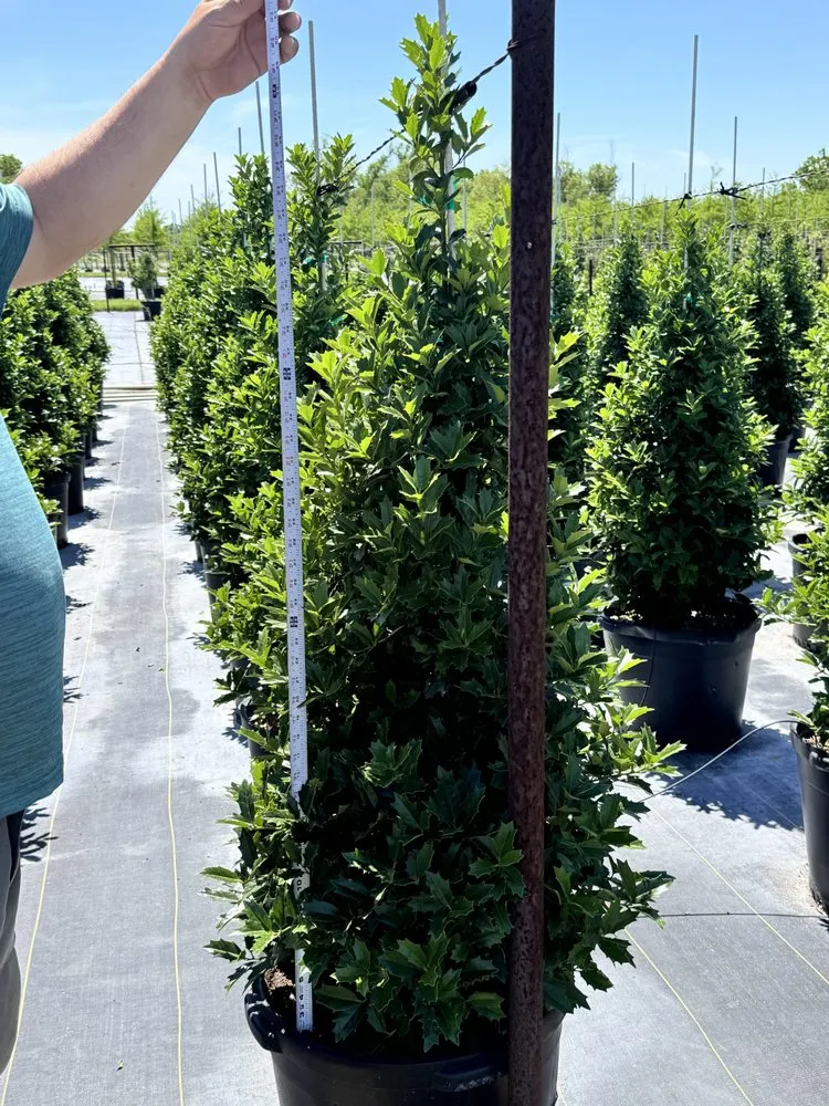 Trusted lawn care service in Elgin, TX by All Native Trees & Landscaping