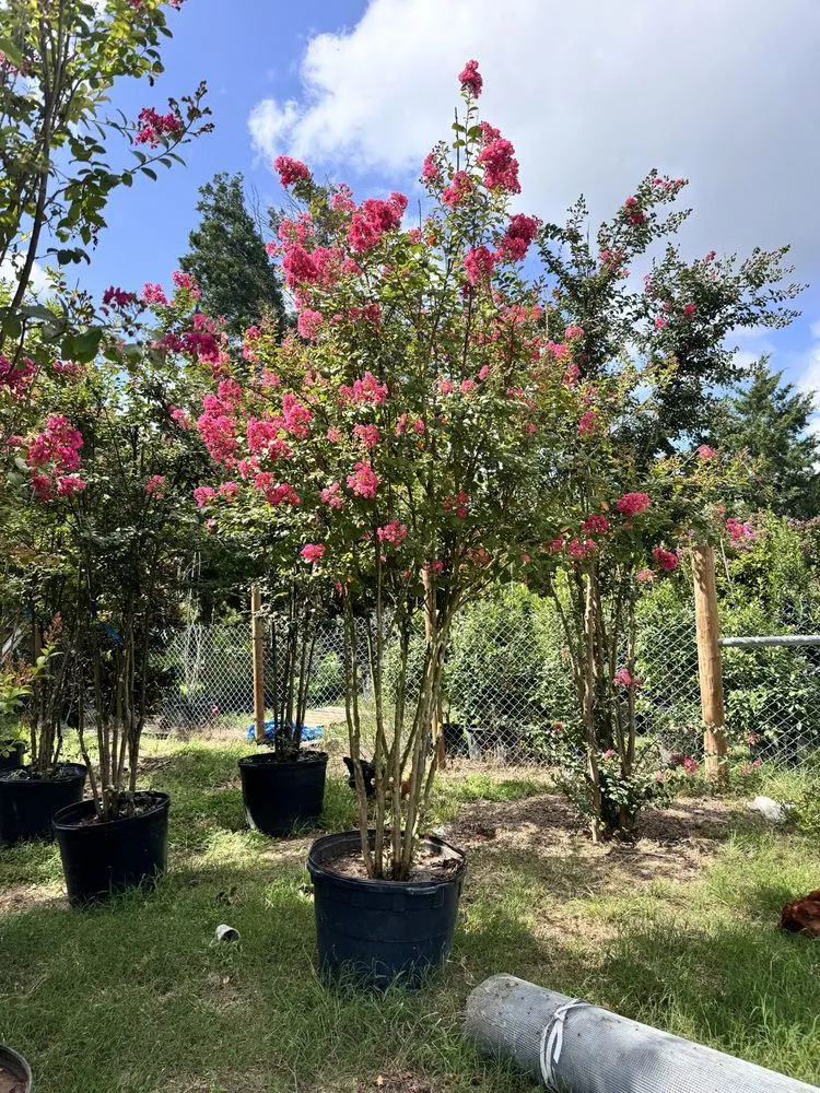 Trusted yard maintenance with custom design in Elgin, TX by All Native Trees & Landscaping