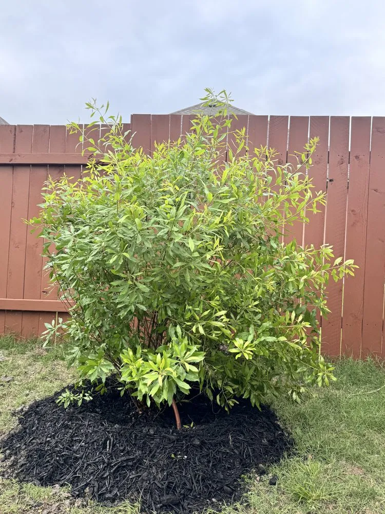 Affordable landscape installation in Elgin, TX - All Native Trees & Landscaping