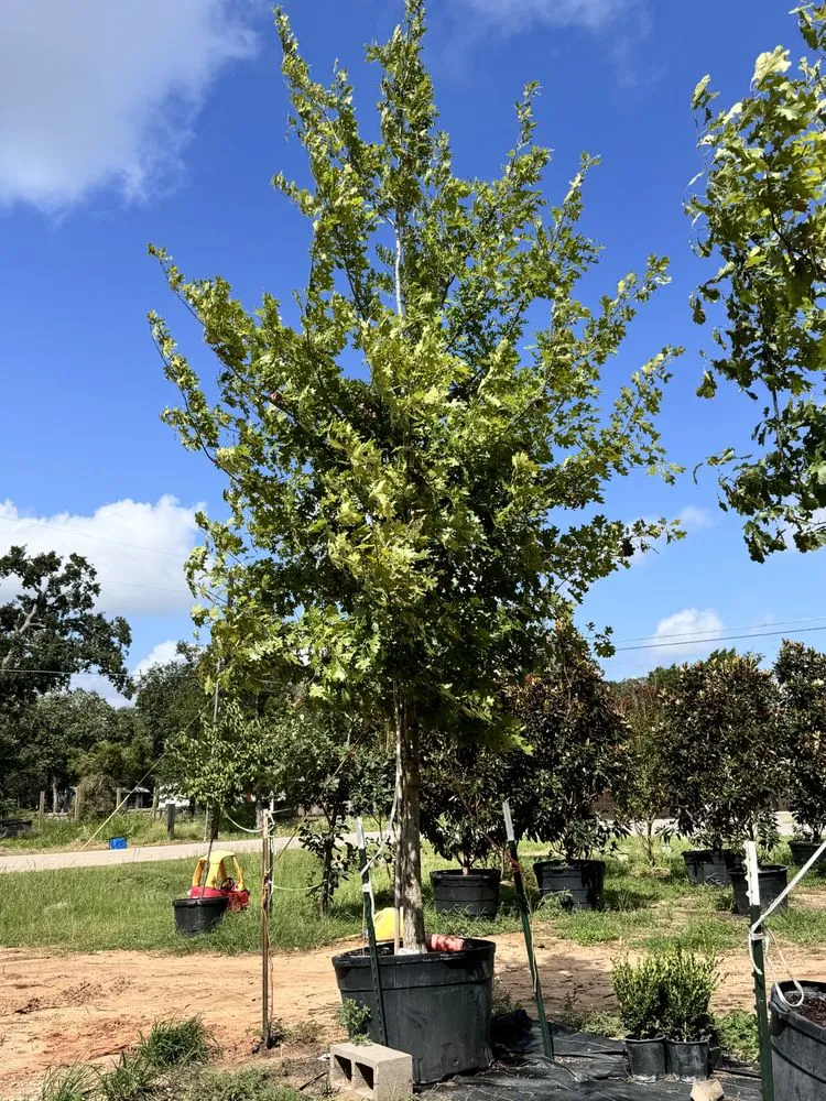 Top-rated landscaping services with custom design in Elgin, TX by All Native Trees & Landscaping