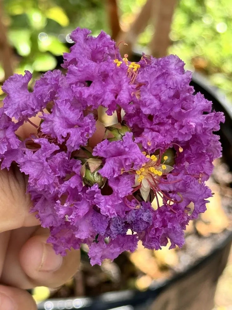 Expert lawn care service experts serving Elgin, TX - All Native Trees & Landscaping