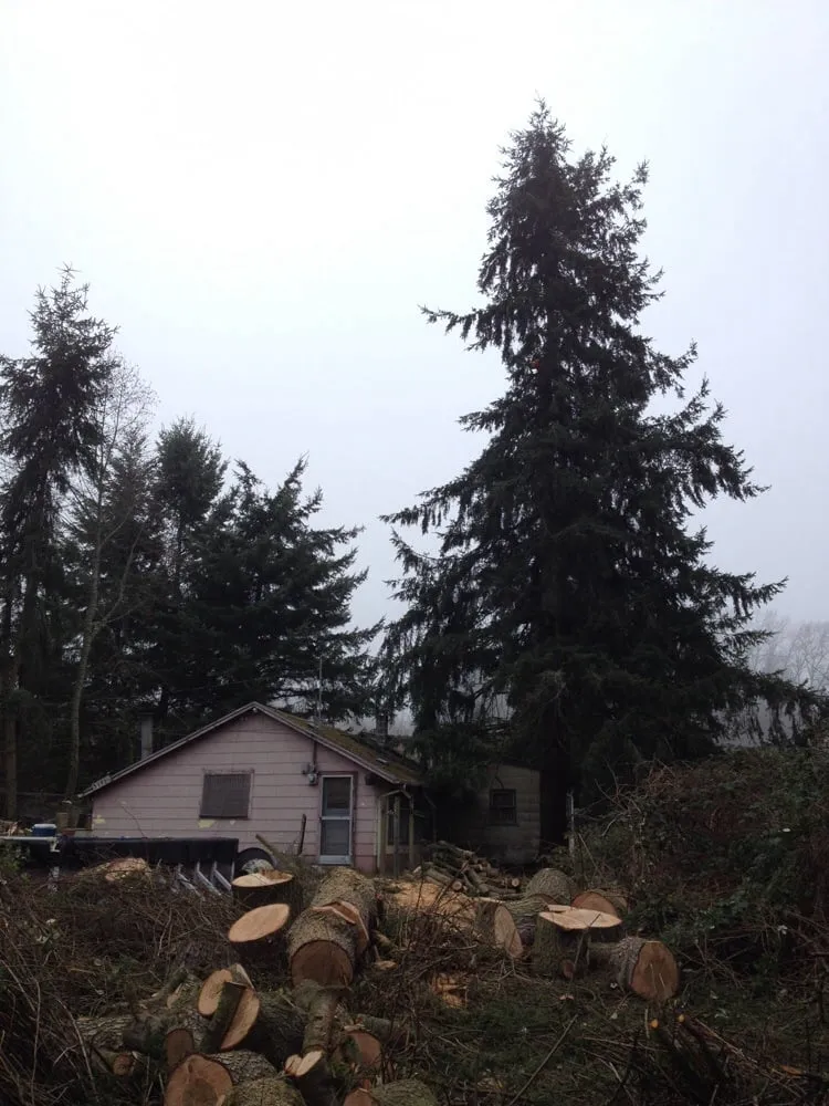Affordable garden landscaping for homes across Olympia, WA - All Northwest Tree Services & Landscaping