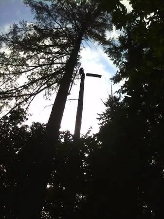 Trusted yard cleanup service in Olympia, WA by All Northwest Tree Services & Landscaping