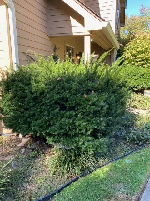 Expert yard maintenance for outdoor upgrades across Hurricane, WV - All Out Landscape