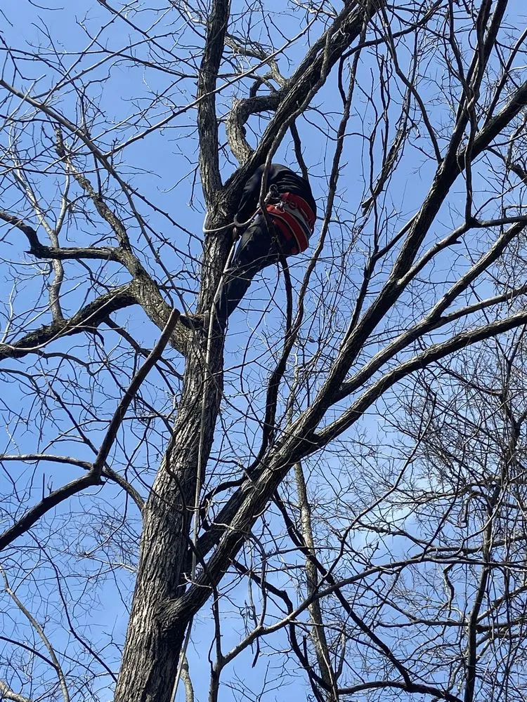 Reliable lawn care service for outdoor upgrades in Hebron, KY by ALL OUT Stumps & Lawn Care