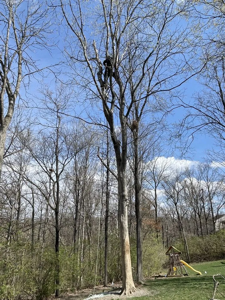 Top-rated lawn mowing service in Hebron, KY by ALL OUT Stumps & Lawn Care