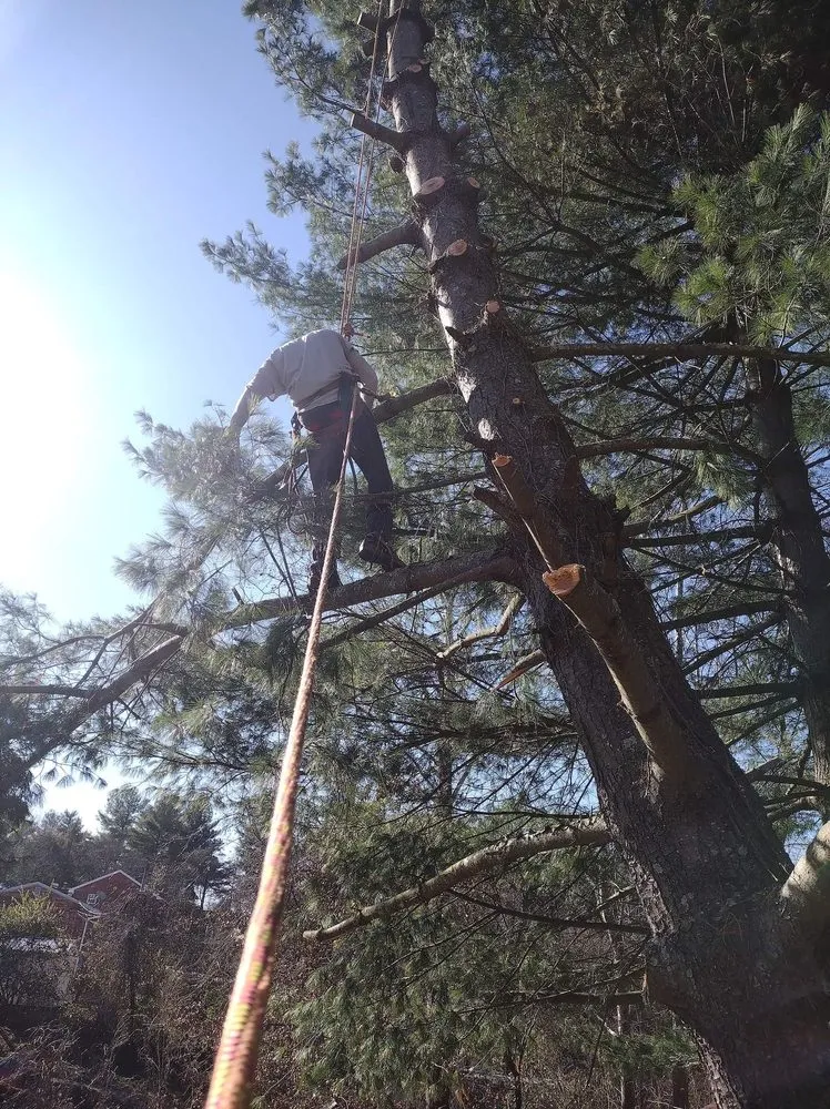 Expert lawn care service for outdoor upgrades across Hebron, KY - ALL OUT Stumps & Lawn Care