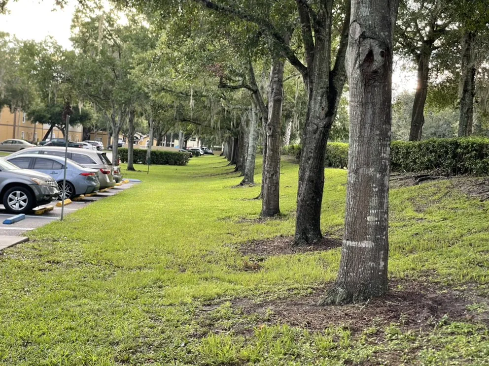 Affordable yard cleanup service in Sanford, FL - All Outdoor Service
